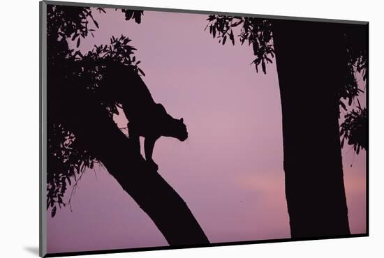 Silhouette of Leopard in Tree-Paul Souders-Mounted Photographic Print