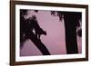 Silhouette of Leopard in Tree-Paul Souders-Framed Photographic Print