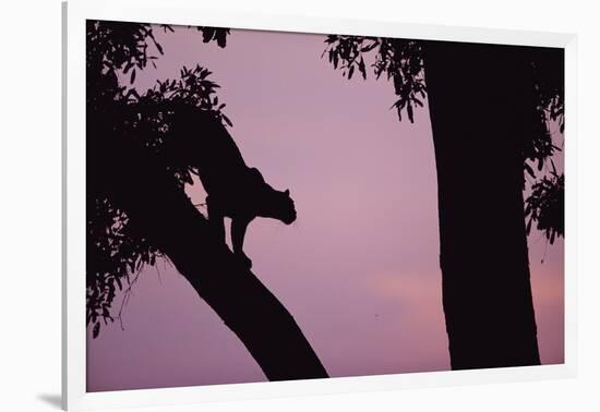 Silhouette of Leopard in Tree-Paul Souders-Framed Photographic Print