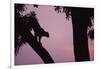 Silhouette of Leopard in Tree-Paul Souders-Framed Photographic Print