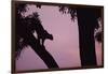 Silhouette of Leopard in Tree-Paul Souders-Framed Photographic Print