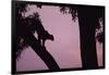 Silhouette of Leopard in Tree-Paul Souders-Framed Photographic Print