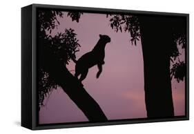 Silhouette of Leopard Leaping Through Trees-Paul Souders-Framed Stretched Canvas