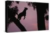 Silhouette of Leopard Leaping Through Trees-Paul Souders-Stretched Canvas