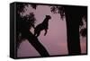 Silhouette of Leopard Leaping Through Trees-Paul Souders-Framed Stretched Canvas