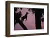 Silhouette of Leopard Leaping Through Trees-Paul Souders-Framed Premium Photographic Print