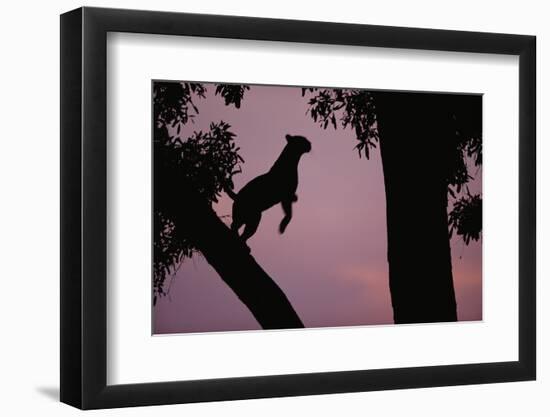 Silhouette of Leopard Leaping Through Trees-Paul Souders-Framed Premium Photographic Print