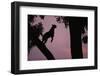 Silhouette of Leopard Leaping Through Trees-Paul Souders-Framed Premium Photographic Print