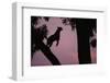 Silhouette of Leopard Leaping Through Trees-Paul Souders-Framed Premium Photographic Print