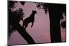 Silhouette of Leopard Leaping Through Trees-Paul Souders-Mounted Premium Photographic Print