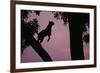 Silhouette of Leopard Leaping Through Trees-Paul Souders-Framed Photographic Print