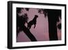 Silhouette of Leopard Leaping Through Trees-Paul Souders-Framed Photographic Print