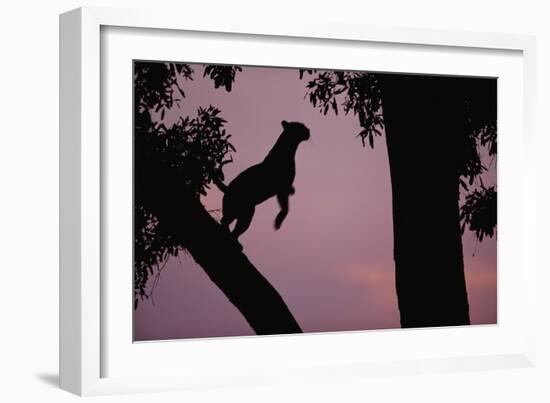 Silhouette of Leopard Leaping Through Trees-Paul Souders-Framed Photographic Print