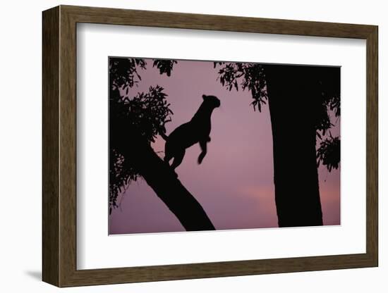 Silhouette of Leopard Leaping Through Trees-Paul Souders-Framed Photographic Print