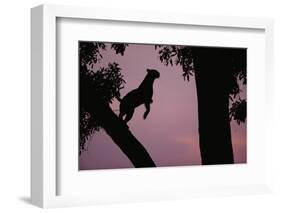 Silhouette of Leopard Leaping Through Trees-Paul Souders-Framed Photographic Print