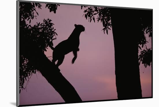 Silhouette of Leopard Leaping Through Trees-Paul Souders-Mounted Photographic Print