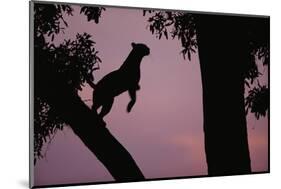 Silhouette of Leopard Leaping Through Trees-Paul Souders-Mounted Photographic Print