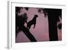 Silhouette of Leopard Leaping Through Trees-Paul Souders-Framed Photographic Print