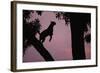 Silhouette of Leopard Leaping Through Trees-Paul Souders-Framed Photographic Print