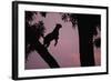 Silhouette of Leopard Leaping Through Trees-Paul Souders-Framed Photographic Print