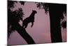 Silhouette of Leopard Leaping Through Trees-Paul Souders-Mounted Photographic Print