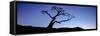 Silhouette of Limber Pine (Pinus flexilis) tree, Crowsnest Pass, Alberta, Canada-null-Framed Stretched Canvas