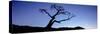 Silhouette of Limber Pine (Pinus flexilis) tree, Crowsnest Pass, Alberta, Canada-null-Stretched Canvas