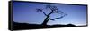 Silhouette of Limber Pine (Pinus flexilis) tree, Crowsnest Pass, Alberta, Canada-null-Framed Stretched Canvas