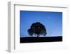 Silhouette of lime tree at night under crescent moon and night sky, Zurich-Patrick Frischknecht-Framed Photographic Print