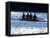 Silhouette of Men's Fours Rowing Team in Action, USA-null-Framed Stretched Canvas