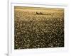 Silhouette of Men's Pairs Rowing Team in Action, Vancouver Lake, Georgia, USA-null-Framed Photographic Print