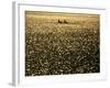 Silhouette of Men's Pairs Rowing Team in Action, Vancouver Lake, Georgia, USA-null-Framed Photographic Print