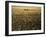 Silhouette of Men's Pairs Rowing Team in Action, Vancouver Lake, Georgia, USA-null-Framed Photographic Print