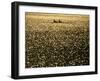 Silhouette of Men's Pairs Rowing Team in Action, Vancouver Lake, Georgia, USA-null-Framed Photographic Print