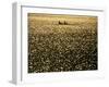 Silhouette of Men's Pairs Rowing Team in Action, Vancouver Lake, Georgia, USA-null-Framed Photographic Print