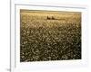 Silhouette of Men's Pairs Rowing Team in Action, Vancouver Lake, Georgia, USA-null-Framed Photographic Print