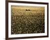 Silhouette of Men's Pairs Rowing Team in Action, Vancouver Lake, Georgia, USA-null-Framed Photographic Print