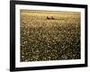 Silhouette of Men's Pairs Rowing Team in Action, Vancouver Lake, Georgia, USA-null-Framed Photographic Print