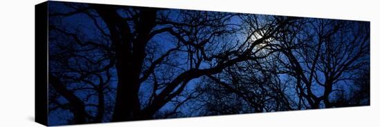 Silhouette of Oak Trees, Texas, USA-null-Stretched Canvas