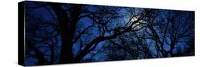 Silhouette of Oak Trees, Texas, USA-null-Stretched Canvas