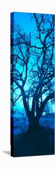 Silhouette of Oaks Trees, Central Coast, California, USA-null-Stretched Canvas