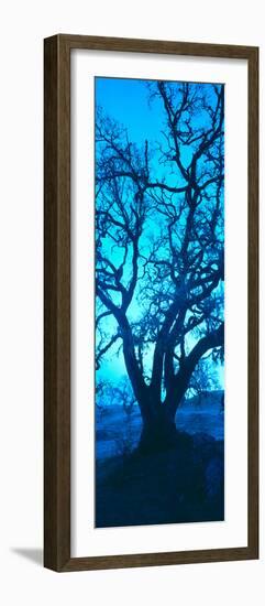 Silhouette of Oaks Trees, Central Coast, California, USA-null-Framed Photographic Print
