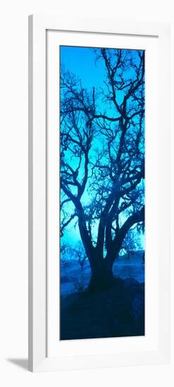 Silhouette of Oaks Trees, Central Coast, California, USA-null-Framed Photographic Print