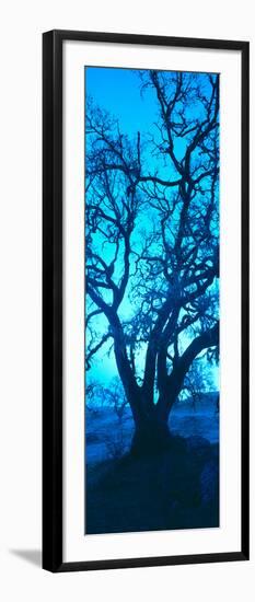 Silhouette of Oaks Trees, Central Coast, California, USA-null-Framed Photographic Print