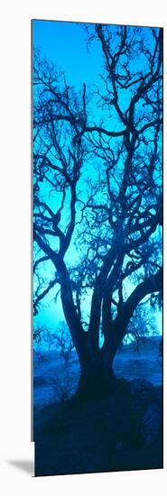 Silhouette of Oaks Trees, Central Coast, California, USA-null-Mounted Photographic Print