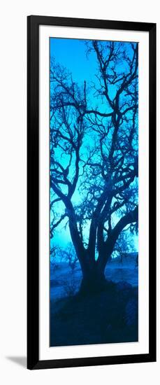 Silhouette of Oaks Trees, Central Coast, California, USA-null-Framed Photographic Print