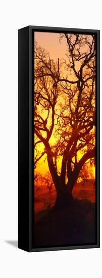 Silhouette of Oaks Trees, Central Coast, California, USA-null-Framed Stretched Canvas