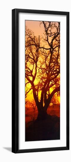 Silhouette of Oaks Trees, Central Coast, California, USA-null-Framed Photographic Print