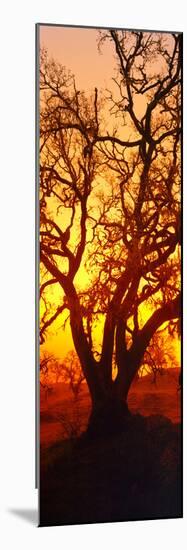 Silhouette of Oaks Trees, Central Coast, California, USA-null-Mounted Photographic Print