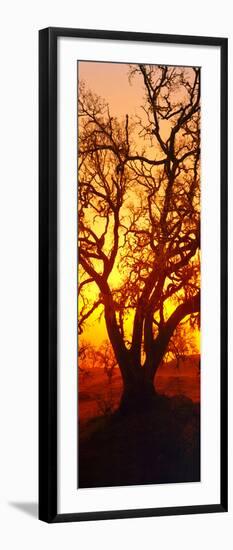 Silhouette of Oaks Trees, Central Coast, California, USA-null-Framed Photographic Print